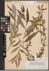 Salix babylonica L. x Salix fragilis L.